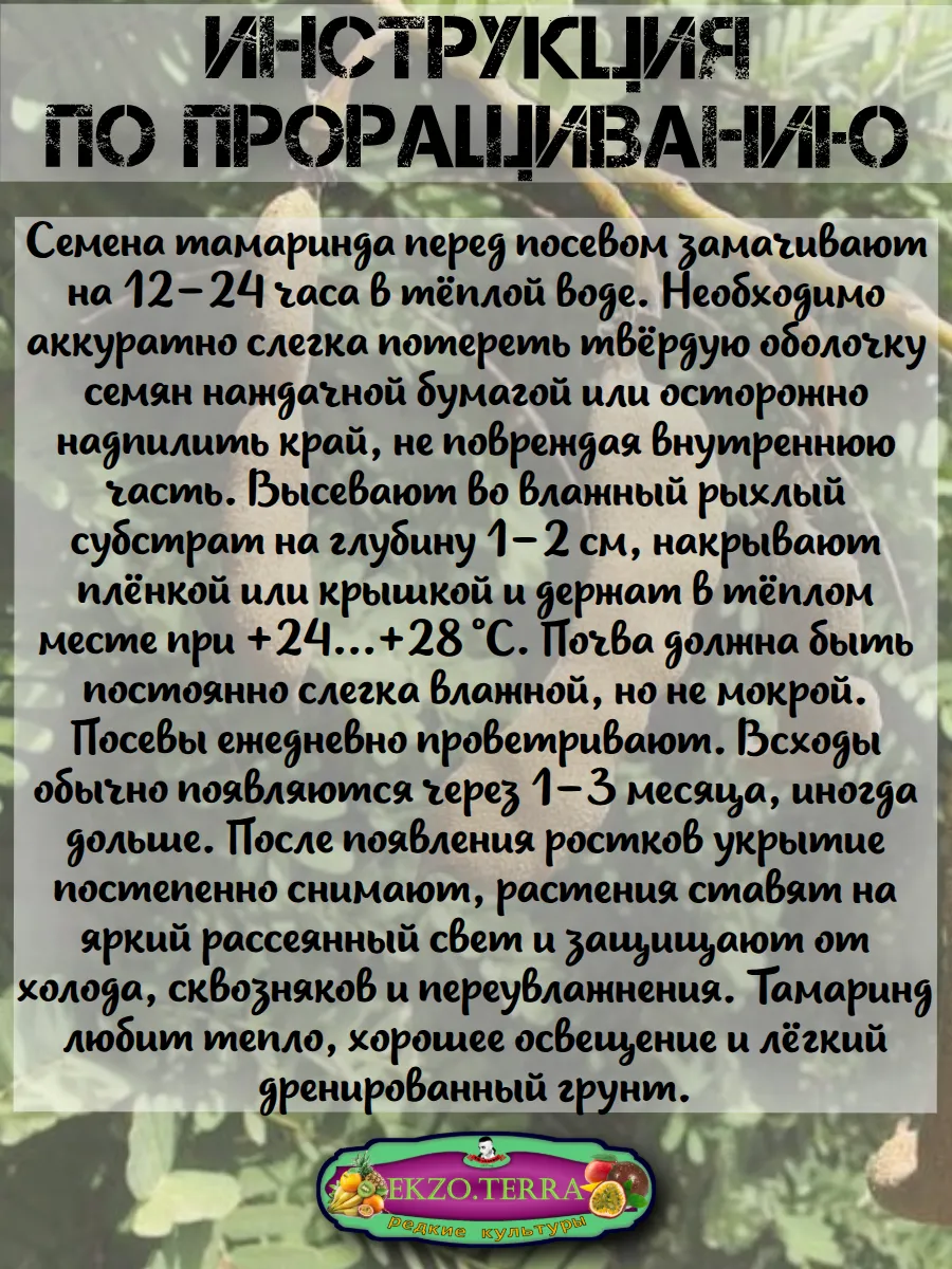  Семена 'Тамаринд' (Индийский финик) 1 шт.