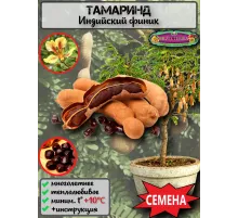  Семена 'Тамаринд' (Индийский финик) 3 шт.