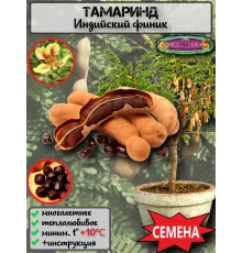  Семена 'Тамаринд' (Индийский финик) 1 шт.