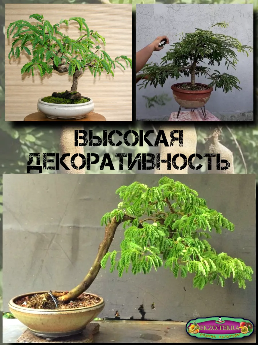  Семена 'Тамаринд' (Индийский финик) 1 шт.