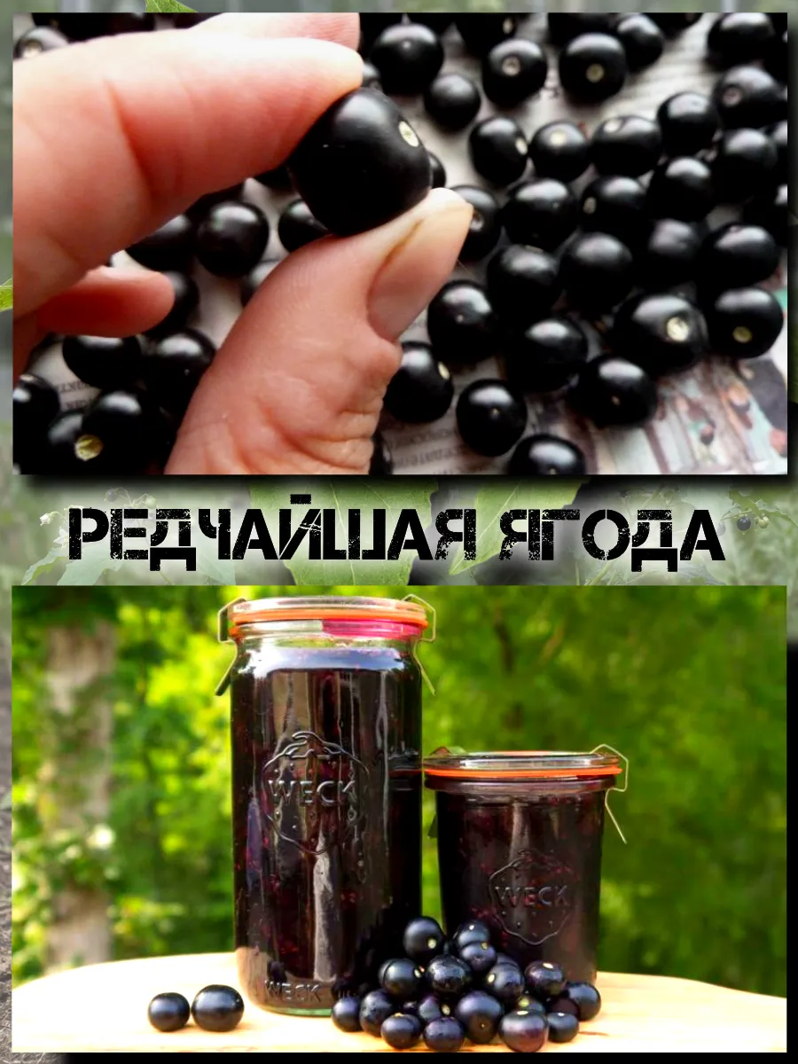  Семена Санберри, Канадская Черника 5 шт.