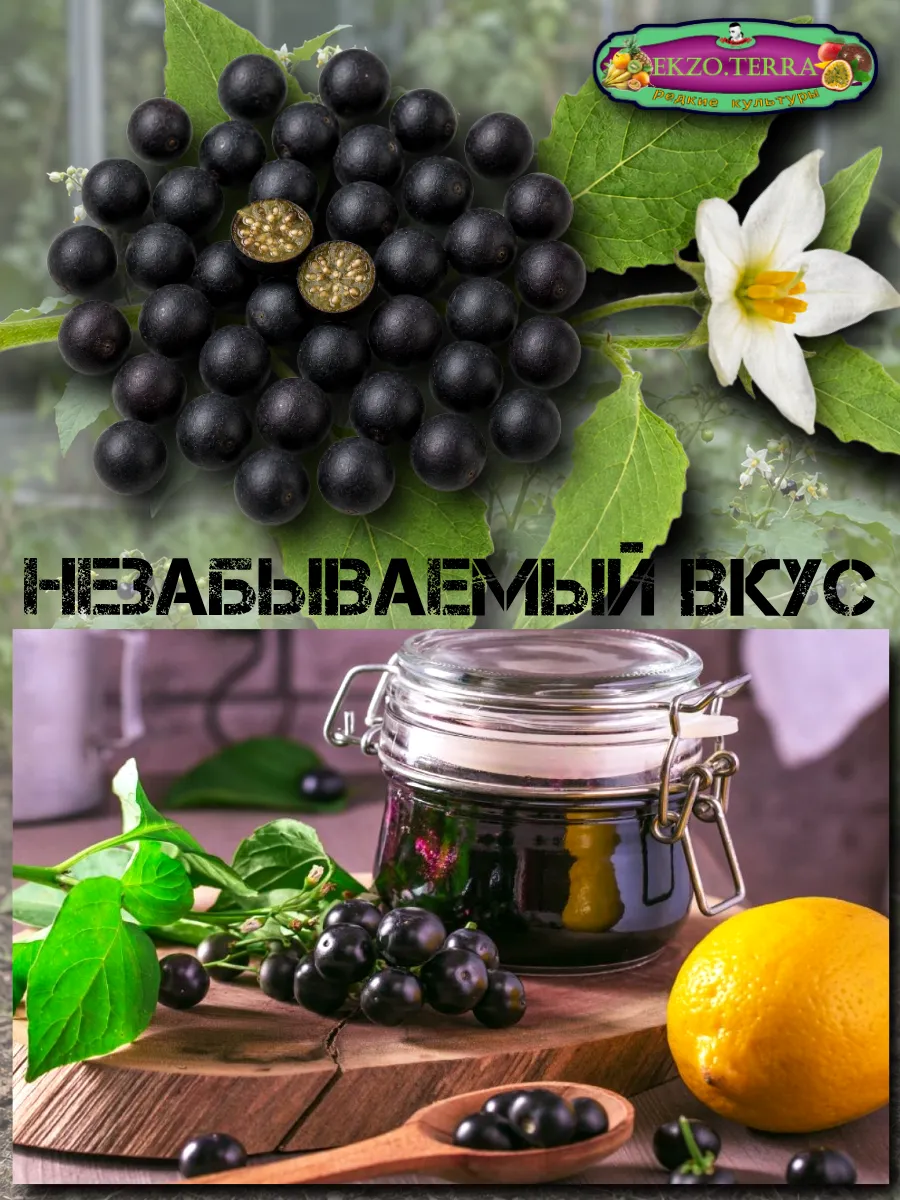  Семена Санберри, Канадская Черника 5 шт.