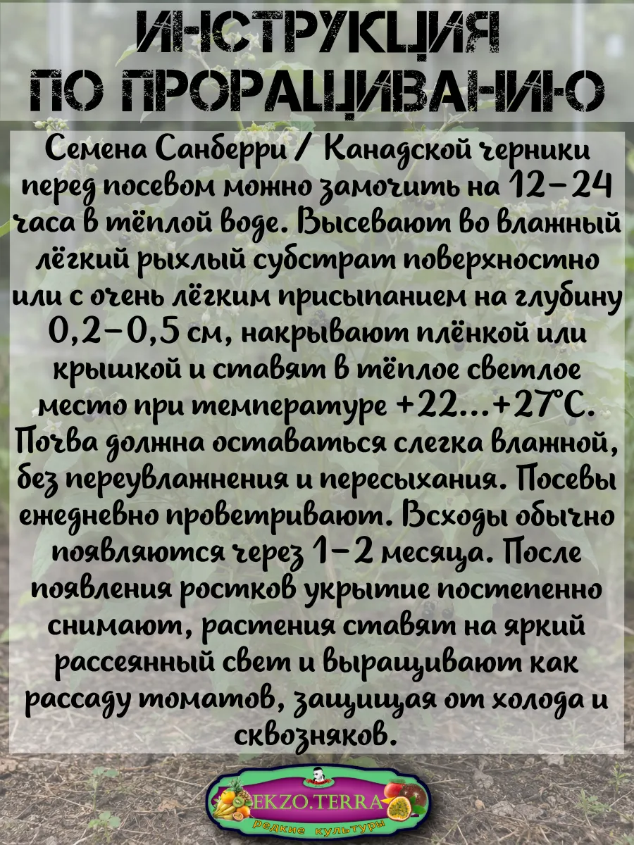  Семена Санберри, Канадская Черника 5 шт.