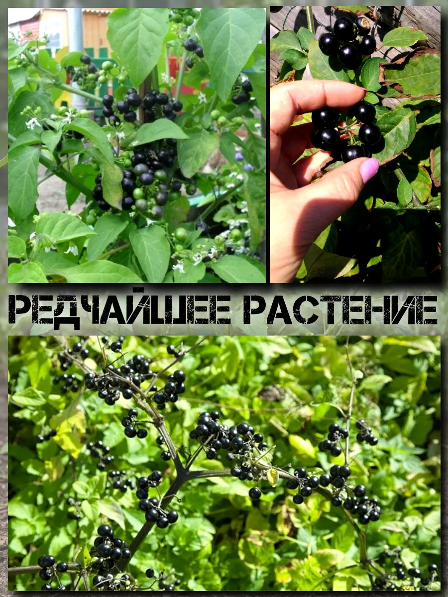  Семена Санберри, Канадская Черника 5 шт.