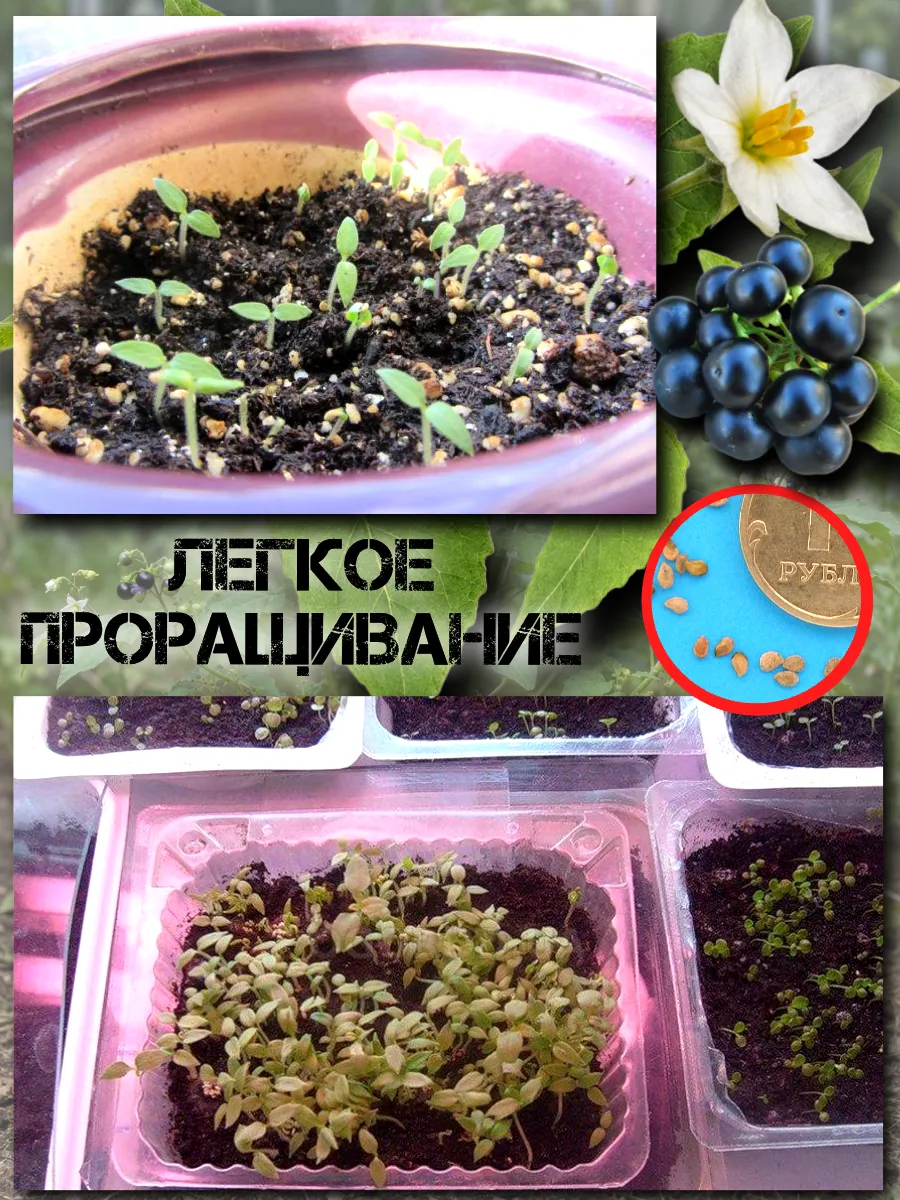 Семена Санберри, Канадская Черника 5 шт.