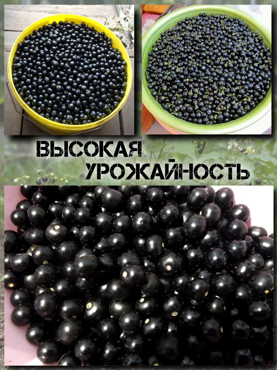 Семена Санберри, Канадская Черника 5 шт.