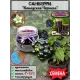  Семена Санберри, Канадская Черника 5 шт.