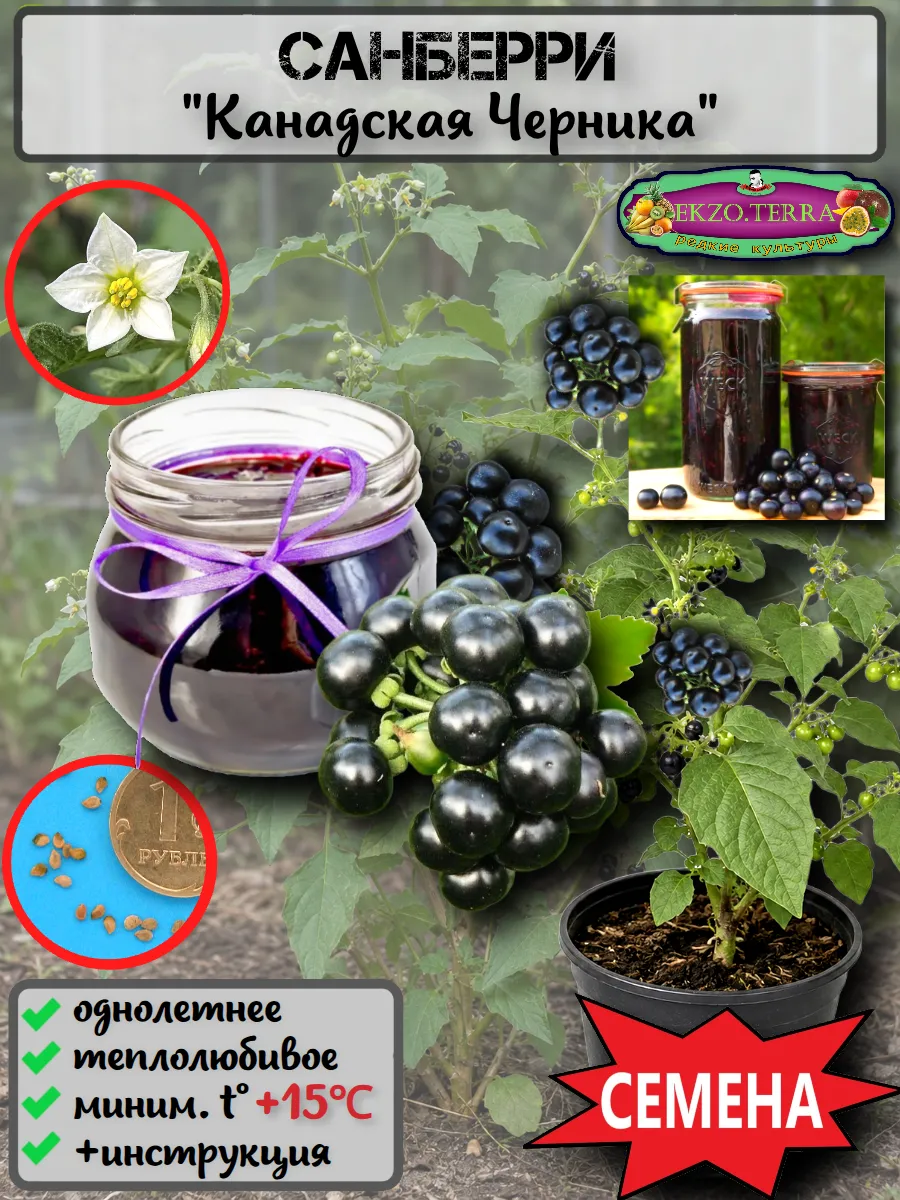  Семена Санберри, Канадская Черника 5 шт.