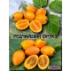  Семена Тамарилло желтый, Цифомандра 5 шт.