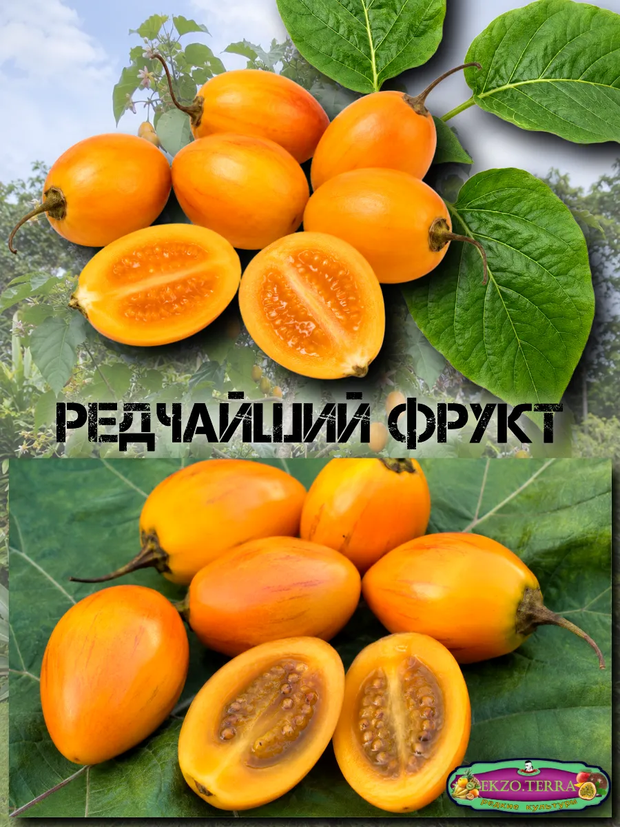  Семена Тамарилло желтый, Цифомандра 5 шт.