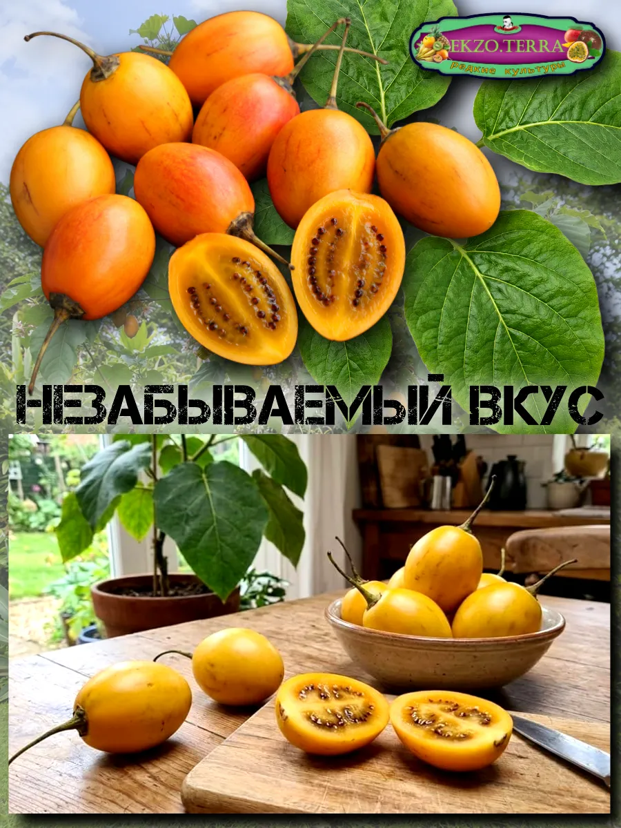  Семена Тамарилло желтый, Цифомандра 5 шт.