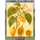  Семена Тамарилло желтый, Цифомандра 5 шт.