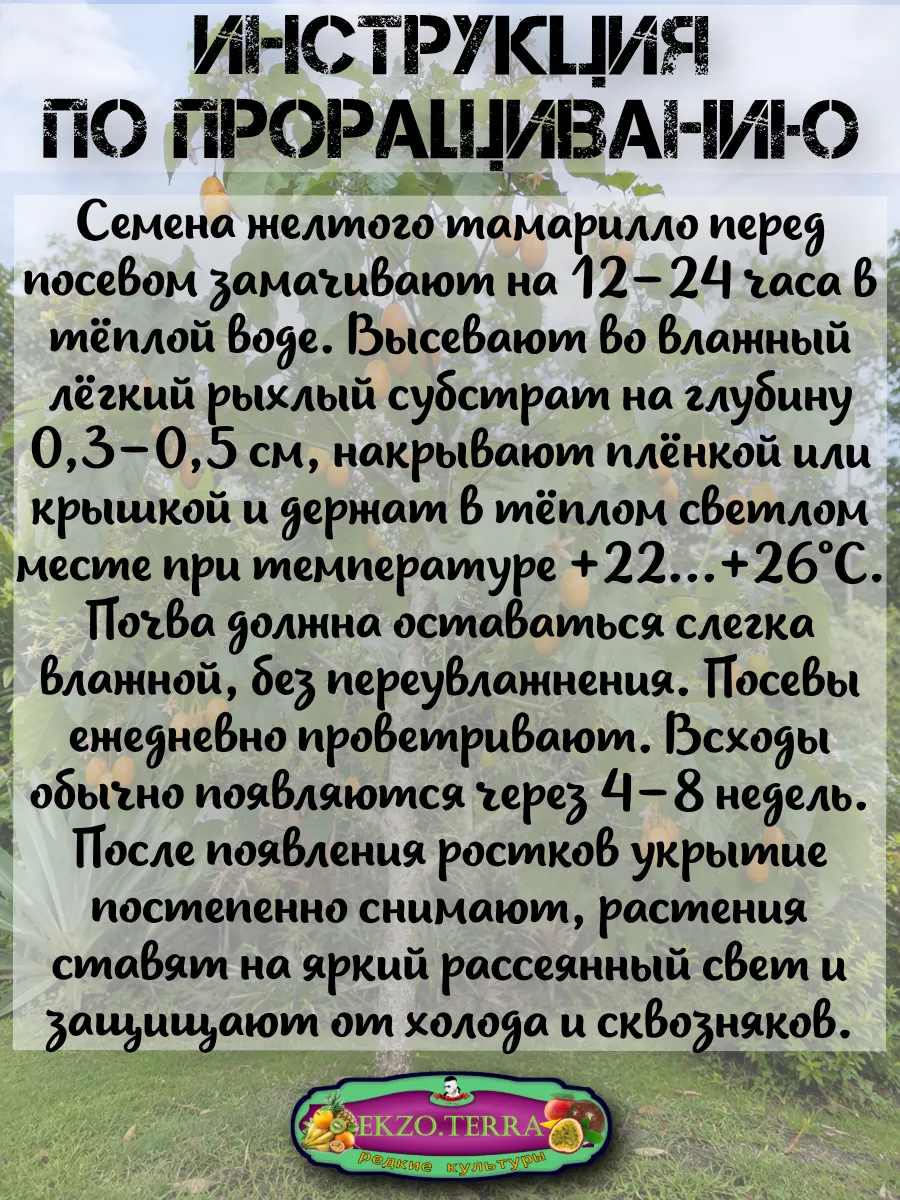  Семена Тамарилло желтый, Цифомандра 5 шт.