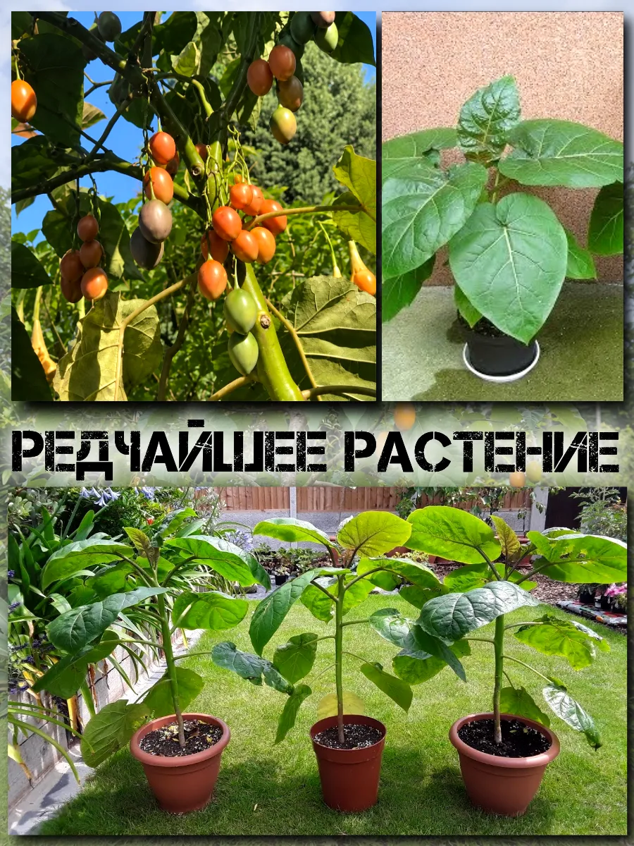  Семена Тамарилло желтый, Цифомандра 5 шт.