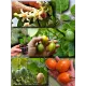  Семена Тамарилло желтый, Цифомандра 5 шт.