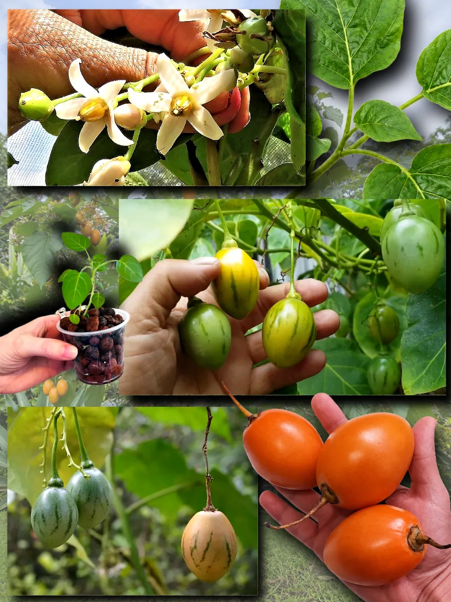  Семена Тамарилло желтый, Цифомандра 5 шт.