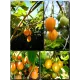  Семена Тамарилло желтый, Цифомандра 5 шт.