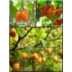  Семена Тамарилло желтый, Цифомандра 5 шт.
