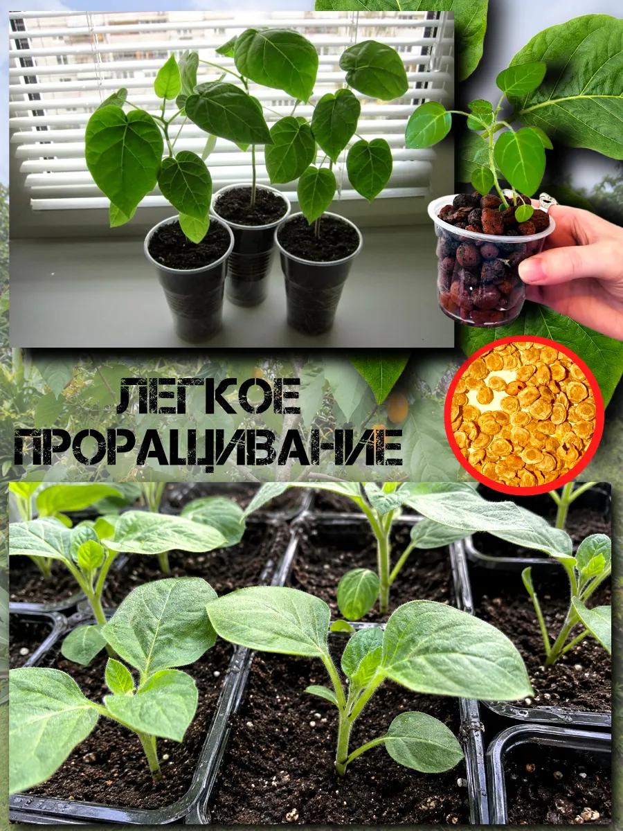  Семена Тамарилло желтый, Цифомандра 5 шт.