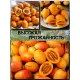  Семена Тамарилло желтый, Цифомандра 5 шт.