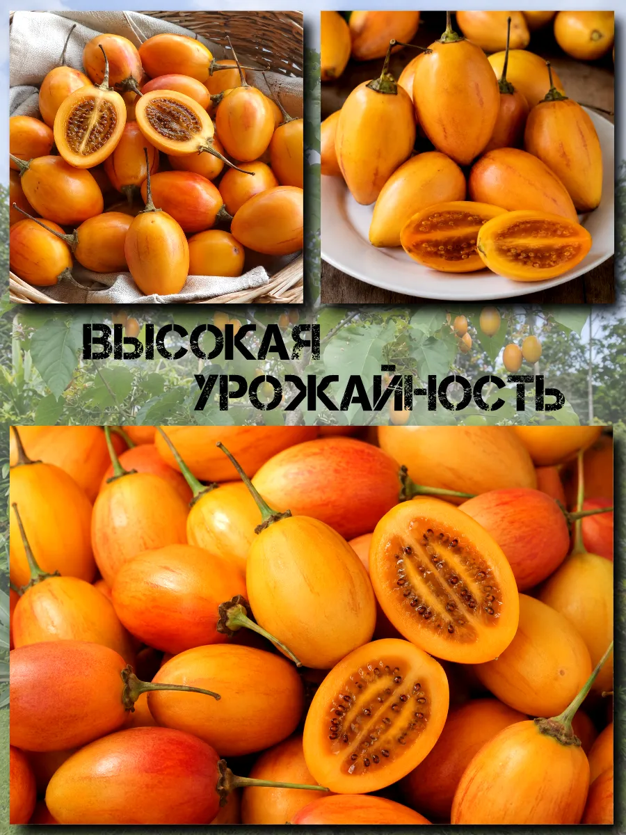  Семена Тамарилло желтый, Цифомандра 5 шт.
