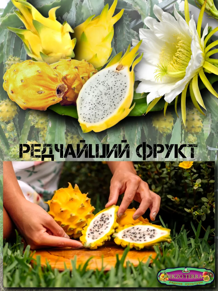  Семена Питахайя Желтая, Драгонфрут 5 шт.