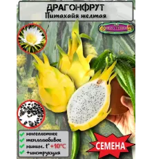  Семена Питахайя Желтая, Драгонфрут 5 шт.