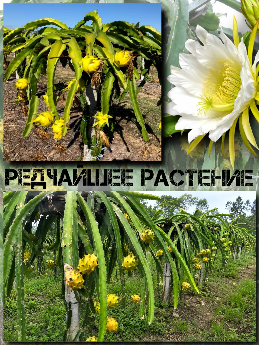 Семена Питахайя Желтая, Драгонфрут 5 шт.