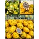  Семена Питахайя Желтая, Драгонфрут 5 шт.