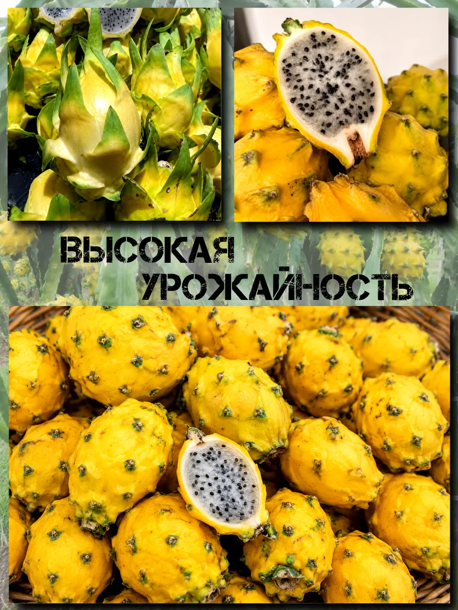  Семена Питахайя Желтая, Драгонфрут 5 шт.