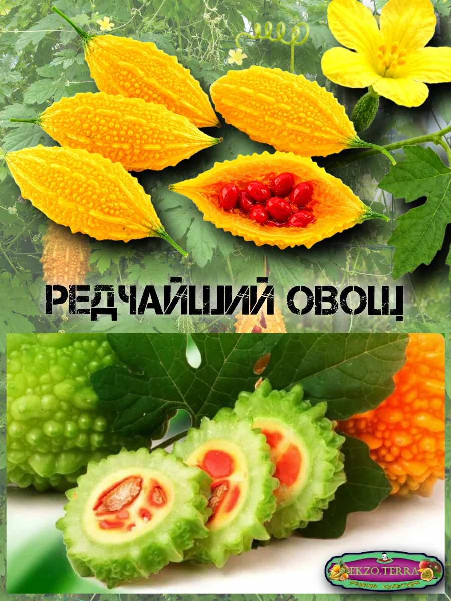  Семена Момордика, Китайский гранат 3 шт.