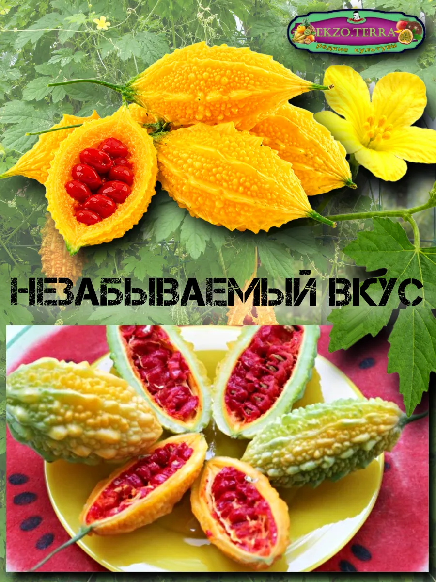  Семена Момордика, Китайский гранат 3 шт.