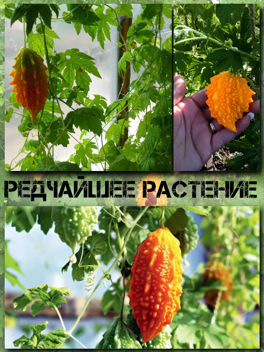  Семена Момордика, Китайский гранат 3 шт.