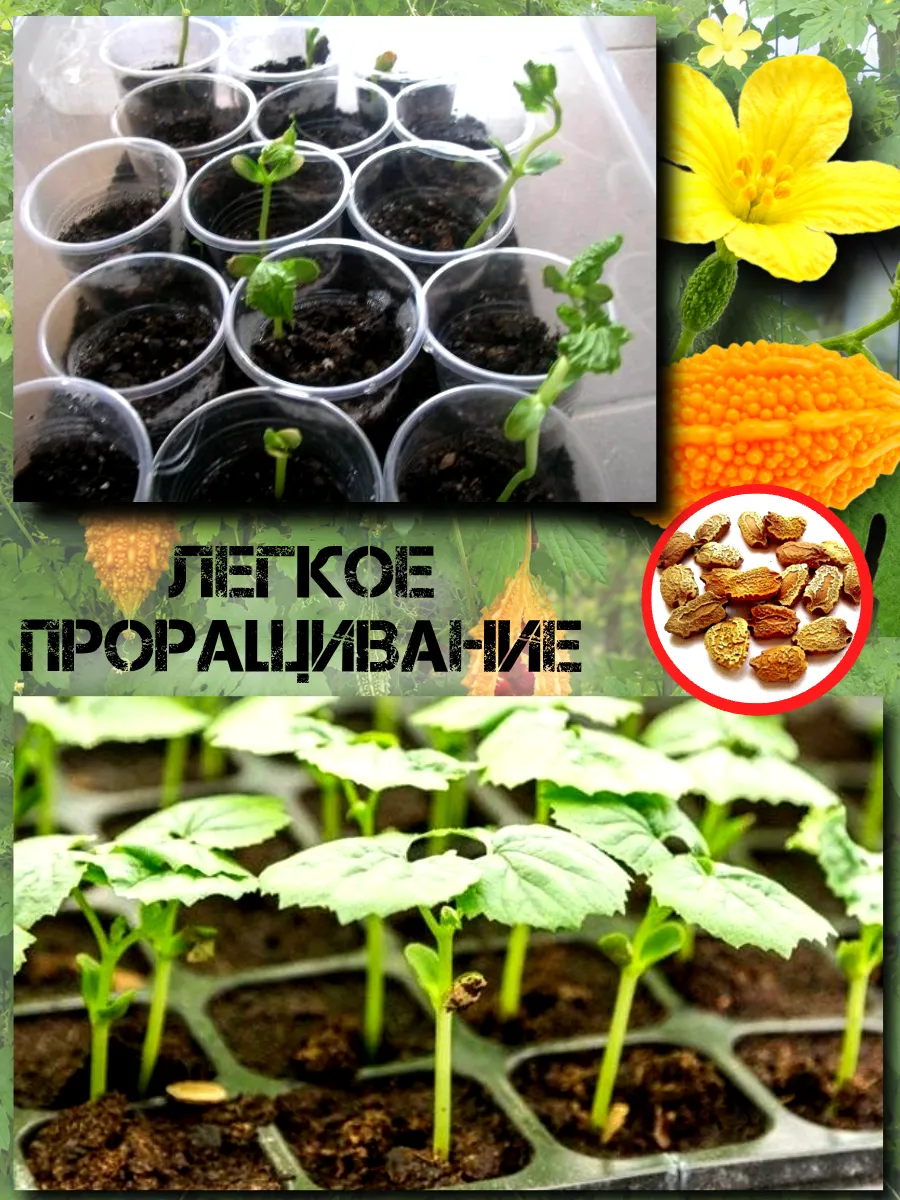  Семена Момордика, Китайский гранат 3 шт.