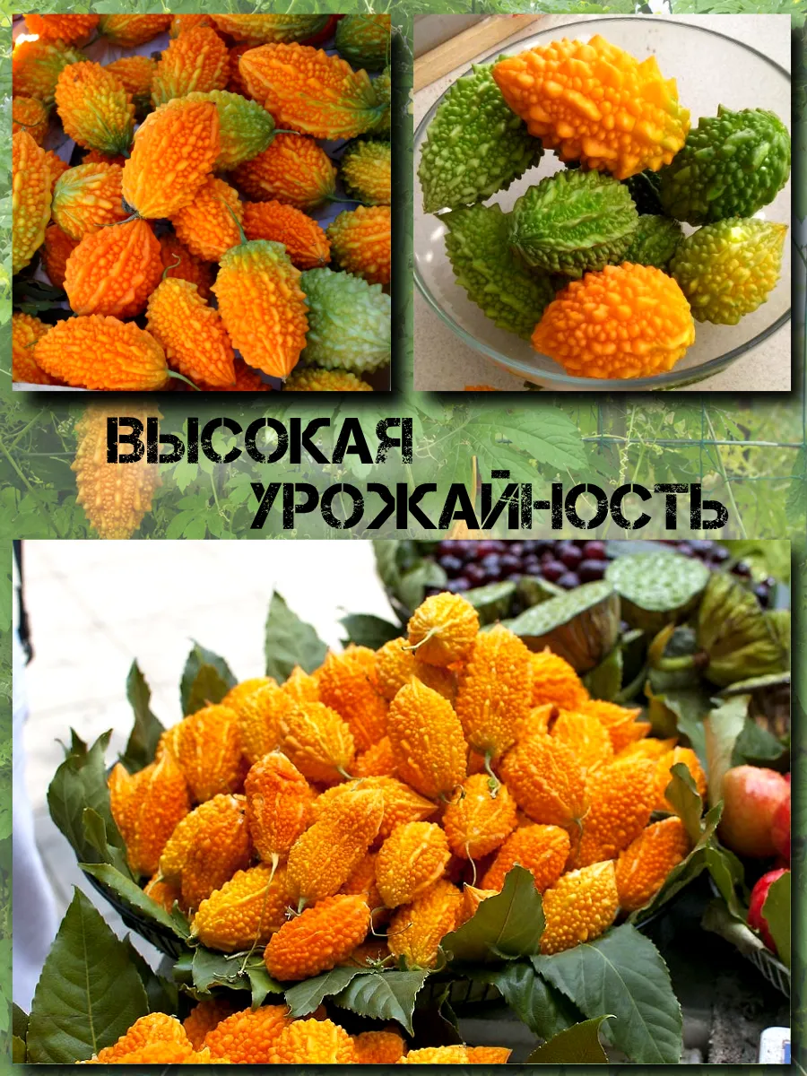  Семена Момордика, Китайский гранат 3 шт.