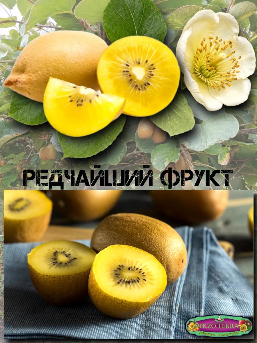  Семена Киви Gold, Золотой киви 10 шт.