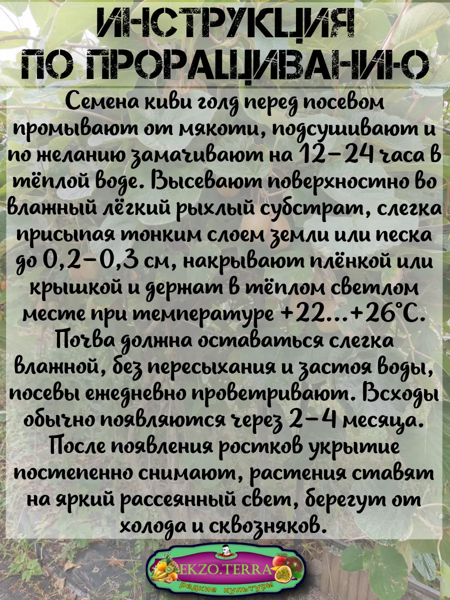  Семена Киви Gold, Золотой киви 10 шт.