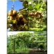  Семена Киви Gold, Золотой киви 10 шт.