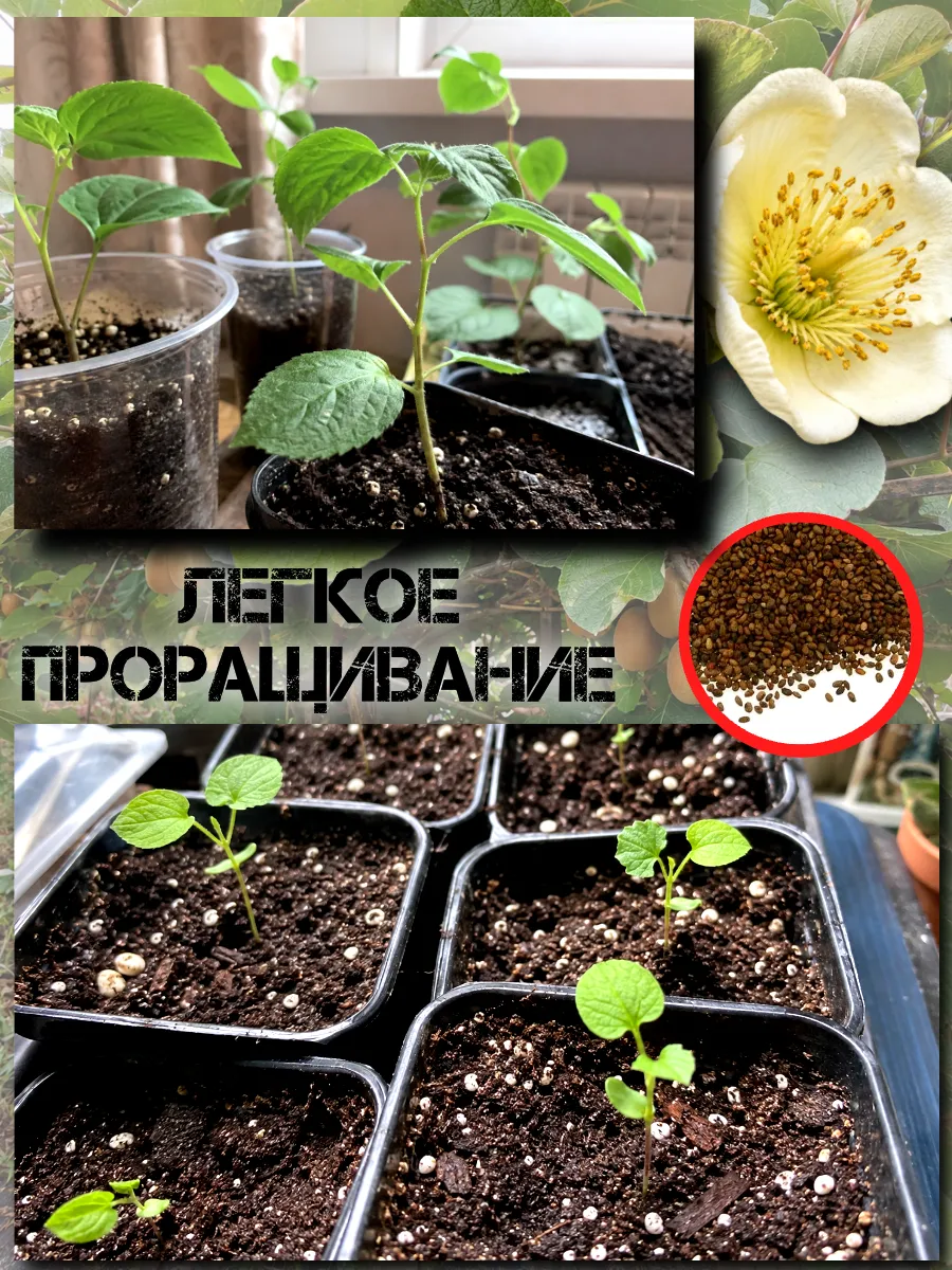  Семена Киви Gold, Золотой киви 10 шт.