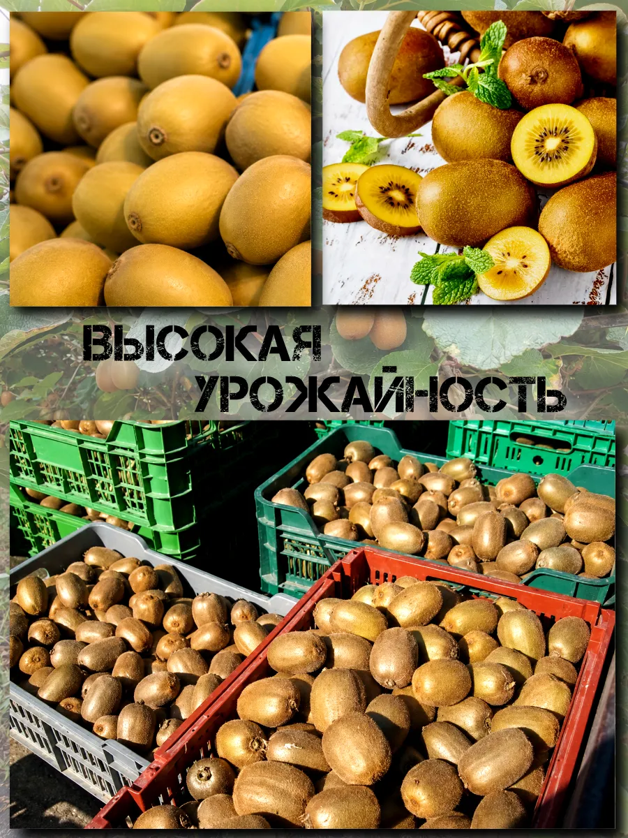  Семена Киви Gold, Золотой киви 10 шт.