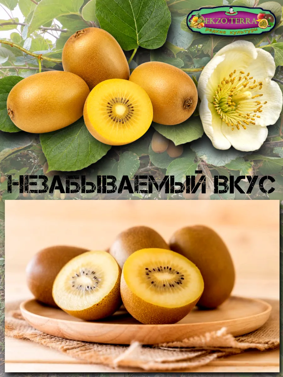 Семена Киви Gold, Золотой киви 10 шт.