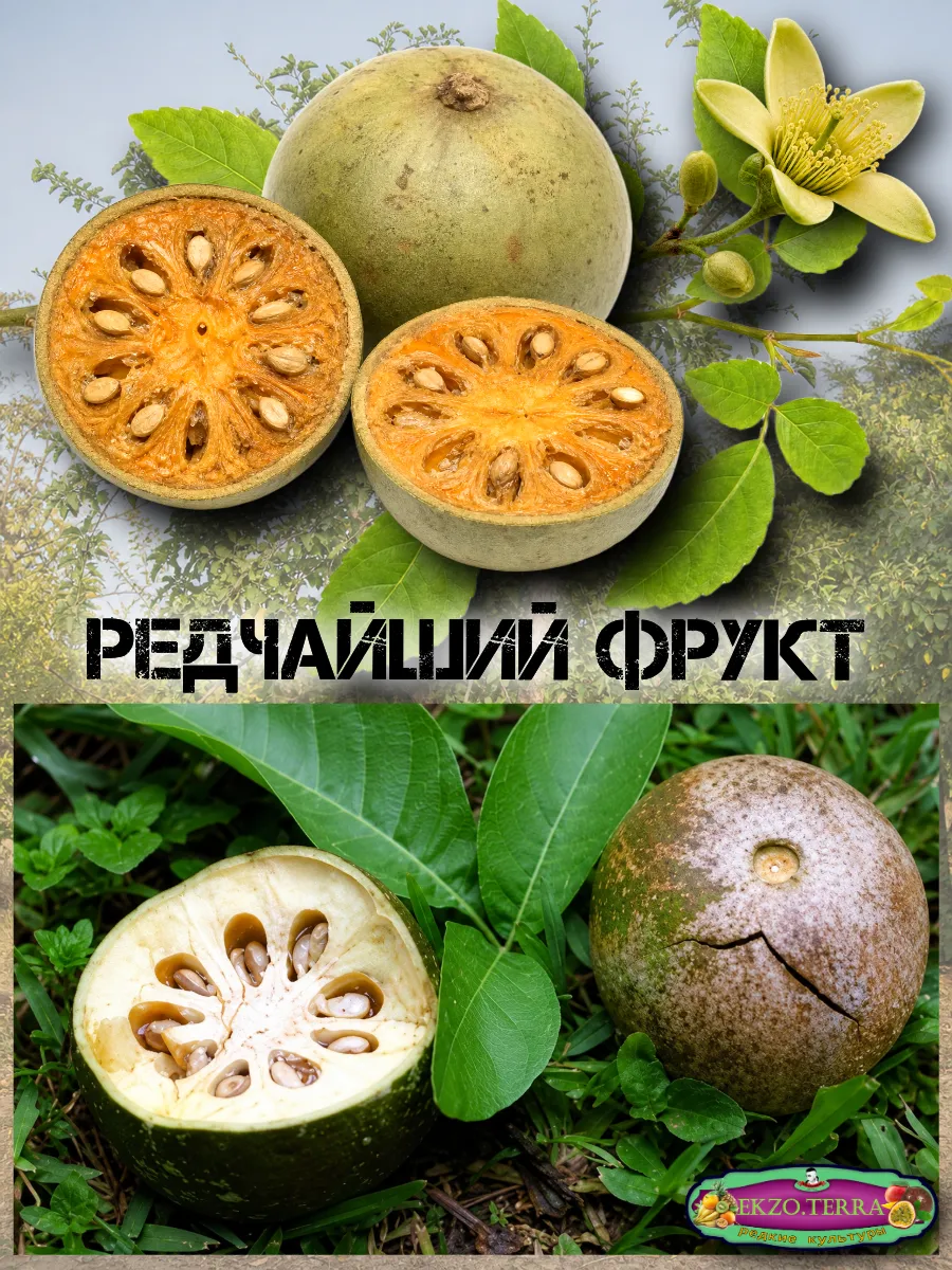  Семена Баиль, Бенгальская айва, Матум 3 шт.