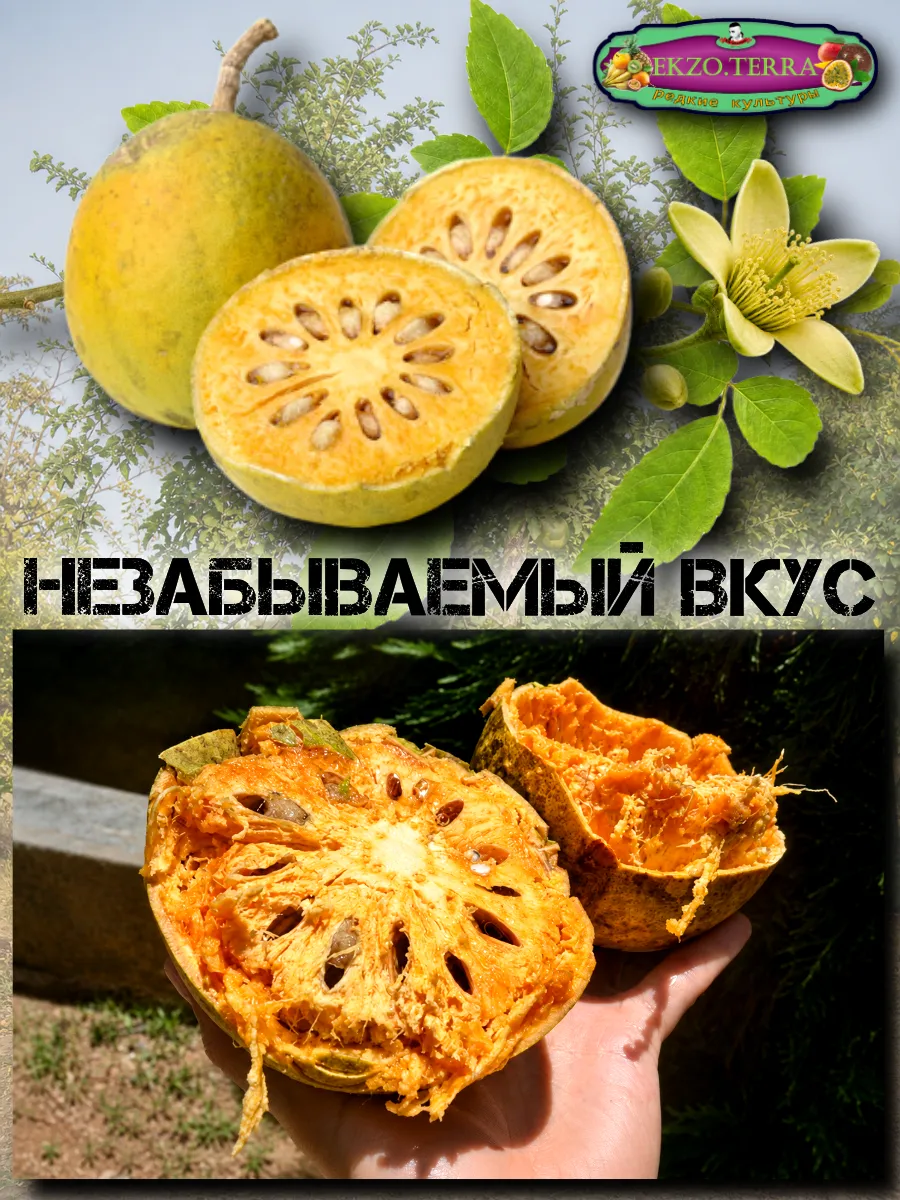  Семена Баиль, Бенгальская айва, Матум 3 шт.