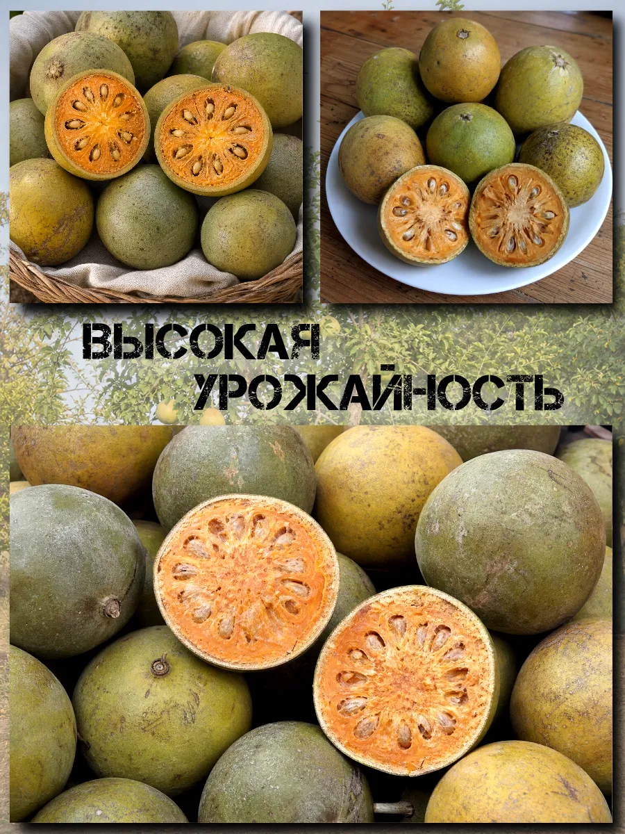  Семена Баиль, Бенгальская айва, Матум 3 шт.