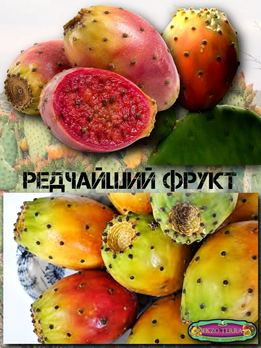  Семена 'Опунция инжирная' 5 шт.