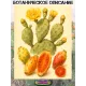  Семена 'Опунция инжирная' 5 шт.