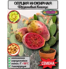  Семена 'Опунция инжирная' 5 шт.