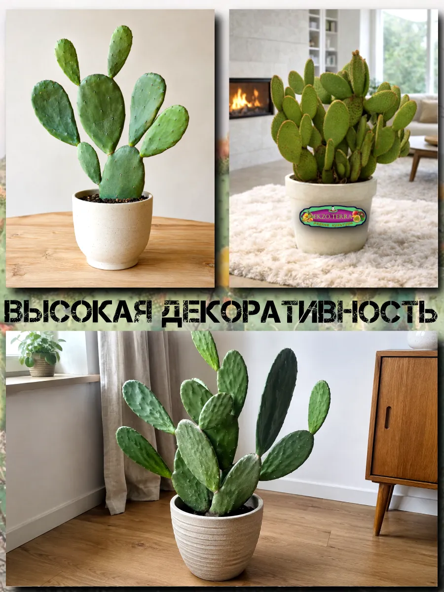  Семена 'Опунция инжирная' 5 шт.