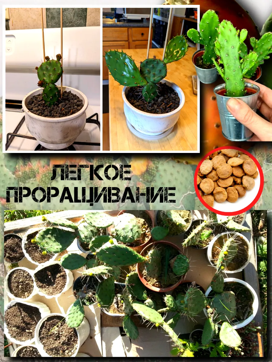  Семена 'Опунция инжирная' 5 шт.
