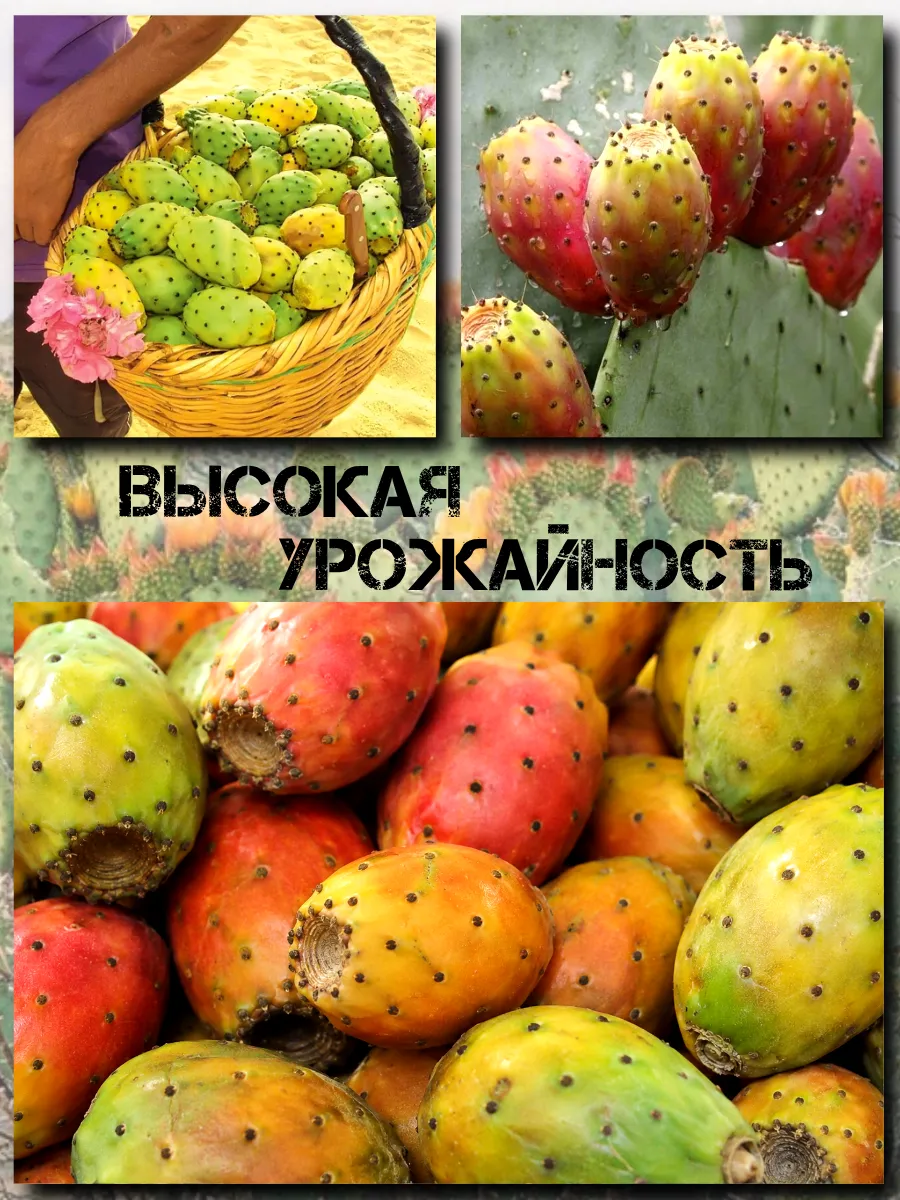  Семена 'Опунция инжирная' 5 шт.